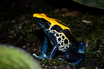 Dendrobates tinctorius Closeup om moss, Poison dartfrog Brazilian yellow head on moss