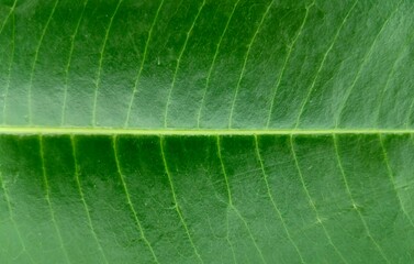close up of green leaf texture. Close up leaf. Macro photography.  Night flowering jasmine or Parijat or hengra bubar or Shiuli is a species of Nyctanthes fallen on green leaves