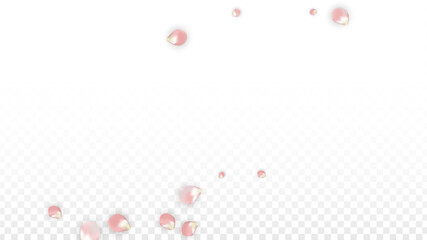 Pink Vector Realistic Petals Falling on Transparent Background.  Spring Romantic Flowers Illustration. Flying Petals. Sakura Spa Design. Blossom Confetti. Design Elements for Wedding Decoration.