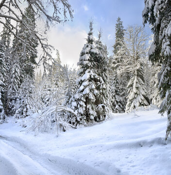 Winter landscape with road with footprints in snow following in fir forest during snowfall