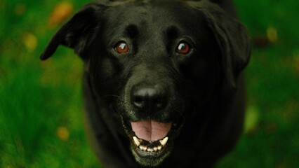 Closeup portrait of a black Labrador Retriever with an open mouth, looking happy in a park