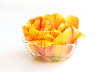 Double red and yellow tulip in small glass bowl on white background closeup. Gorgeous spring plant bloom in light studio. Floral decor, soft focus, copyspace.