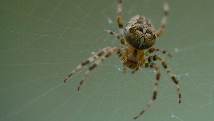 Gartenkreuzspinne - Araneus diadematus