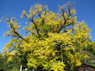 熊本県阿蘇郡小国町、黄色に色付いた日本の国指定天然記念物「Great Ginkgo of Shimojo」