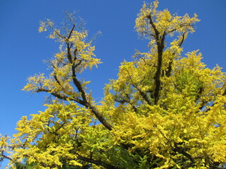 熊本県阿蘇郡小国町、黄色に色付いた日本の国指定天然記念物「Great Ginkgo of Shimojo」