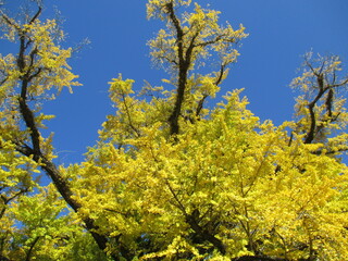 Fototapeta premium 熊本県阿蘇郡小国町、黄色に色付いた日本の国指定天然記念物「Great Ginkgo of Shimojo」