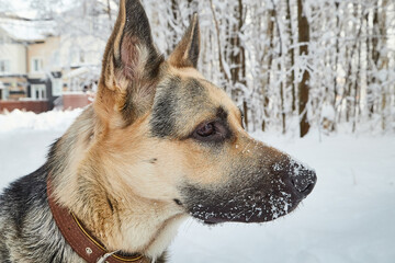 Dog German Shepherd outdoors in the forest in a winter day. Russian guard dog Eastern European Shepherd in nature on the snow and white trees covered snow