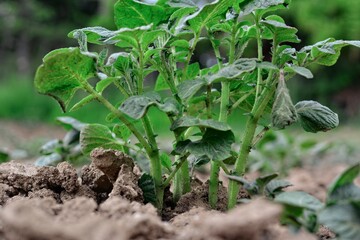 Young potato plant growing on the soil.Potato bush in the garden.Healthy young potato plant in organic garden.