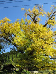 熊本県阿蘇郡小国町、黄色に色付いた日本の国指定天然記念物「Great Ginkgo of Shimojo」