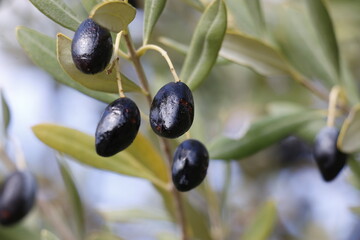 olive branch with olives