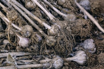 Organic Garlic , Fresh garlic isolated , Garlic group