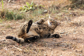 kitten rolling over on the ground