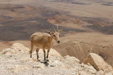 goat in the mountains