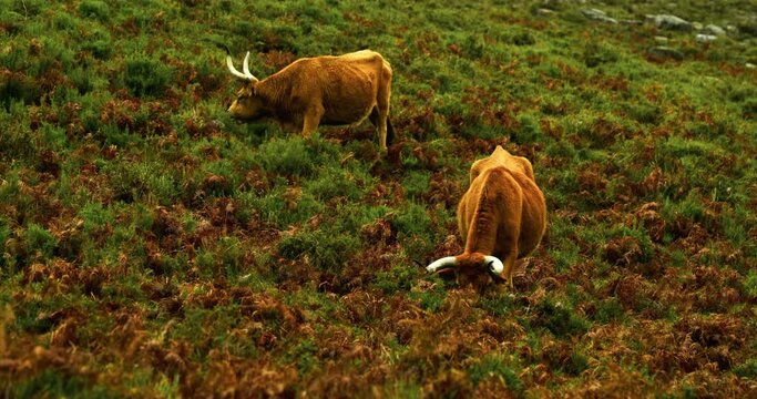 Cachena brown cows grazing in a mountain pasture in the Peneda-Geres National park, Portugal. Cachena da Peneda Cattle.