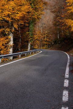 Carretera en otoño con curva de dia