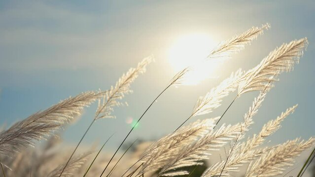White grass flower blowing in the wind with sunlight