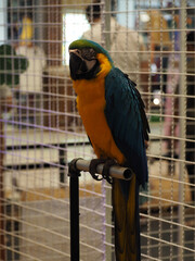 blue and yellow macaw