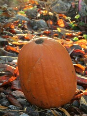 pumpkin on the ground