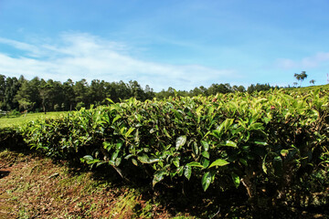 Fototapeta na wymiar Tea plantation in Rancabali area, Bandung, West Java, Indonesia. Morning tea garden photo with one big tree in the middle. 