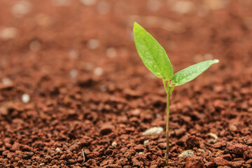 Photo of green plant leaves. Small plant.
