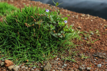 Close-up shot of dewy grass in the morning. Selective Focus.