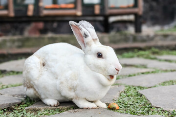 A big white rabbit was on the grass in the garden