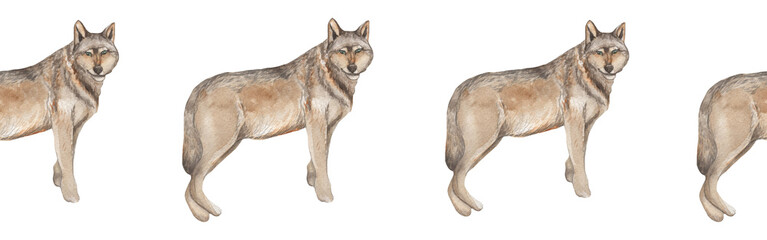 Border with wolf.Watercolor hand drawn illustration with white isolated background.