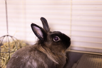 Funny bunny rabbit eating hay food close up - pet and domestic animal concept