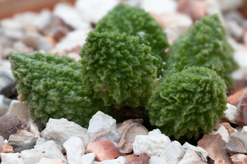 Adromischus lime drops (Adromischus Marianiae Herrei Lime drops) succulent