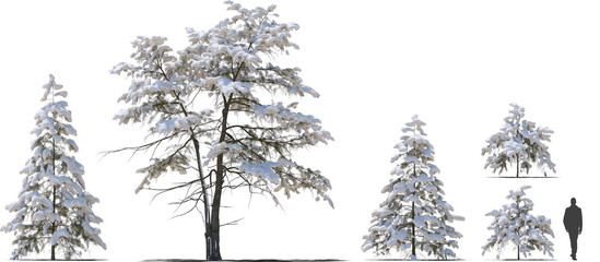 snow covered deodar cedar Himalayan cedar tree winter hq cutout arch viz