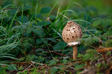 An edible parasol mushroom in the forest