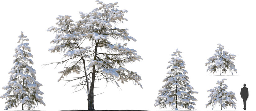 Cedar Tree Images  Free Download on Freepik