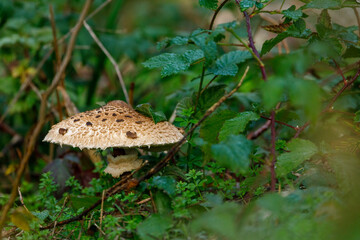 An edible parasol mushroom in the forest