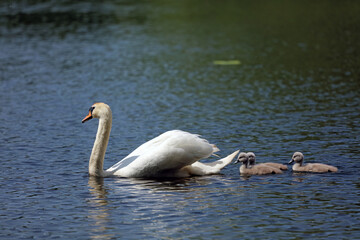 Swan with cygnets, Derbyshire England
