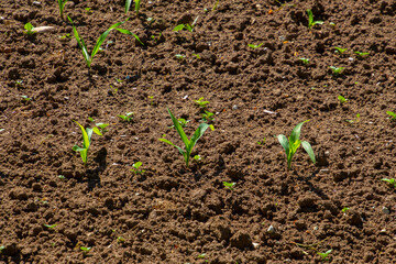 Field with young corn seedlings on a sunny day