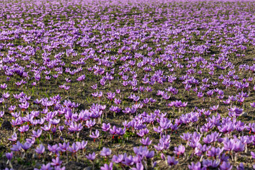 Obraz premium Meadow of crocus saffron flowers