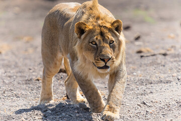 Lion (Panthera leo) male hunting in Mashatu Game Reserve in the Tuli Block in Botswana
