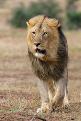Lion (Panthera leo) male hunting in Mashatu Game Reserve in the Tuli Block in Botswana