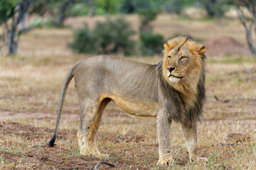 Lion (Panthera leo) male hunting in Mashatu Game Reserve in the Tuli Block in Botswana