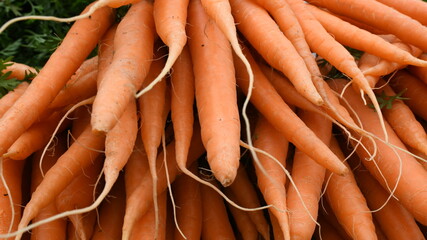Bunch of Carrots
