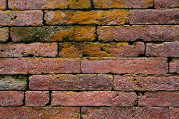 Old red brick wall with yellow mildew background and wallpaper texture