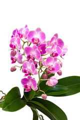 Naklejka na ściany i meble Beautiful flowering orchid. Isolated on a white background. Phalaenopsis