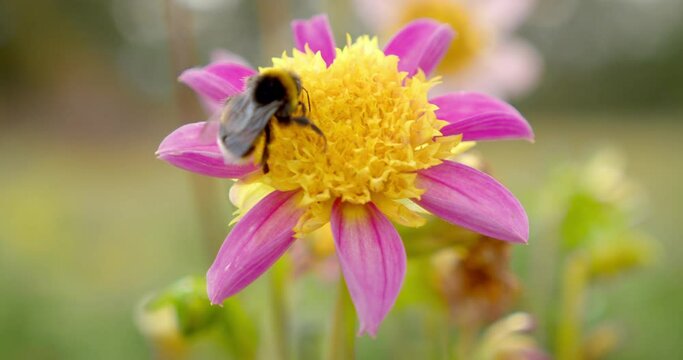 Close shot of a bumblebee (Bombus Latreille) that climbs on a pink and yellow flower and suck the nectar. Blurred background