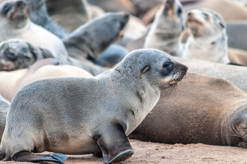 Close-up of a seal straddling through the seal colony at Skeleton Coast, Namibia.