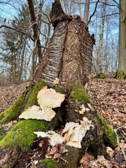 Abgestorbener Baum mit Pilzbefall
