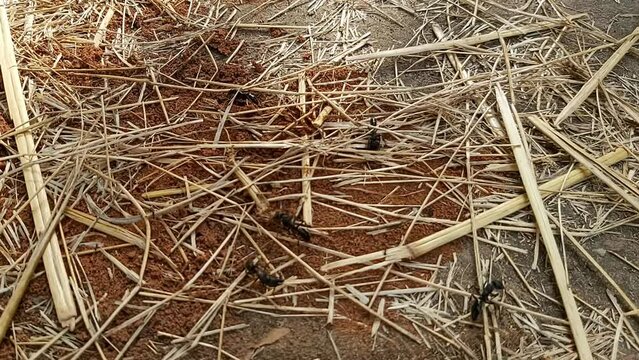 Huge black carpenter ants working and hunting termites in The Gambia
