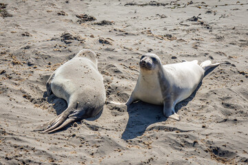 Beautiful sea elephants lying on the beach to warm up in the sun, on the west coast of Caliornia at the viewpoint Point Piedras Blancas