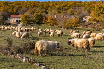 Sheep graze in the pasture. Sheep nibbling grass.Flock of sheep on the field in the farm. Croatian farm.