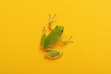 Green tree frog isolated on orange