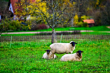 Schafe auf der Wiese